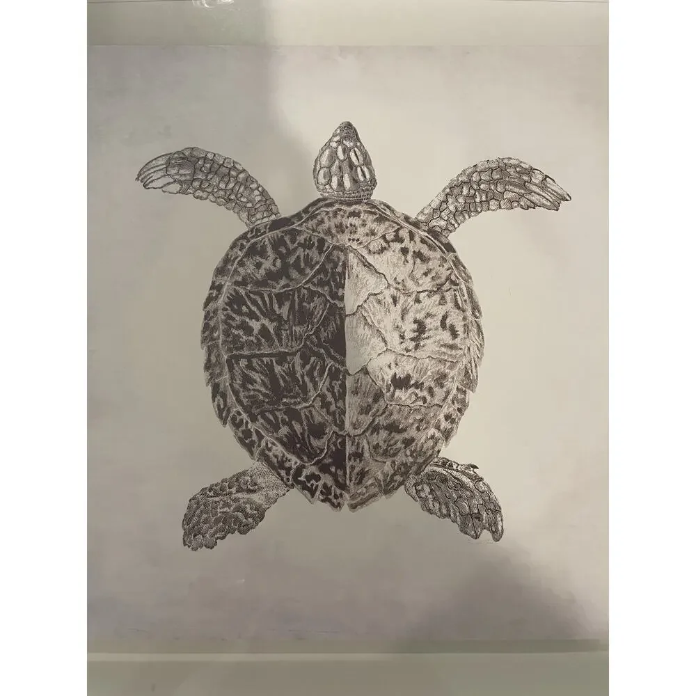 Coastal Sea Turtle Sketch Shadow Box Framed Wall Art Print Grey Matt 18